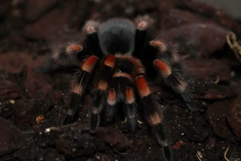 Brachypelma Czyli Ptasznik Czerwonokolanowy Zwierzaki