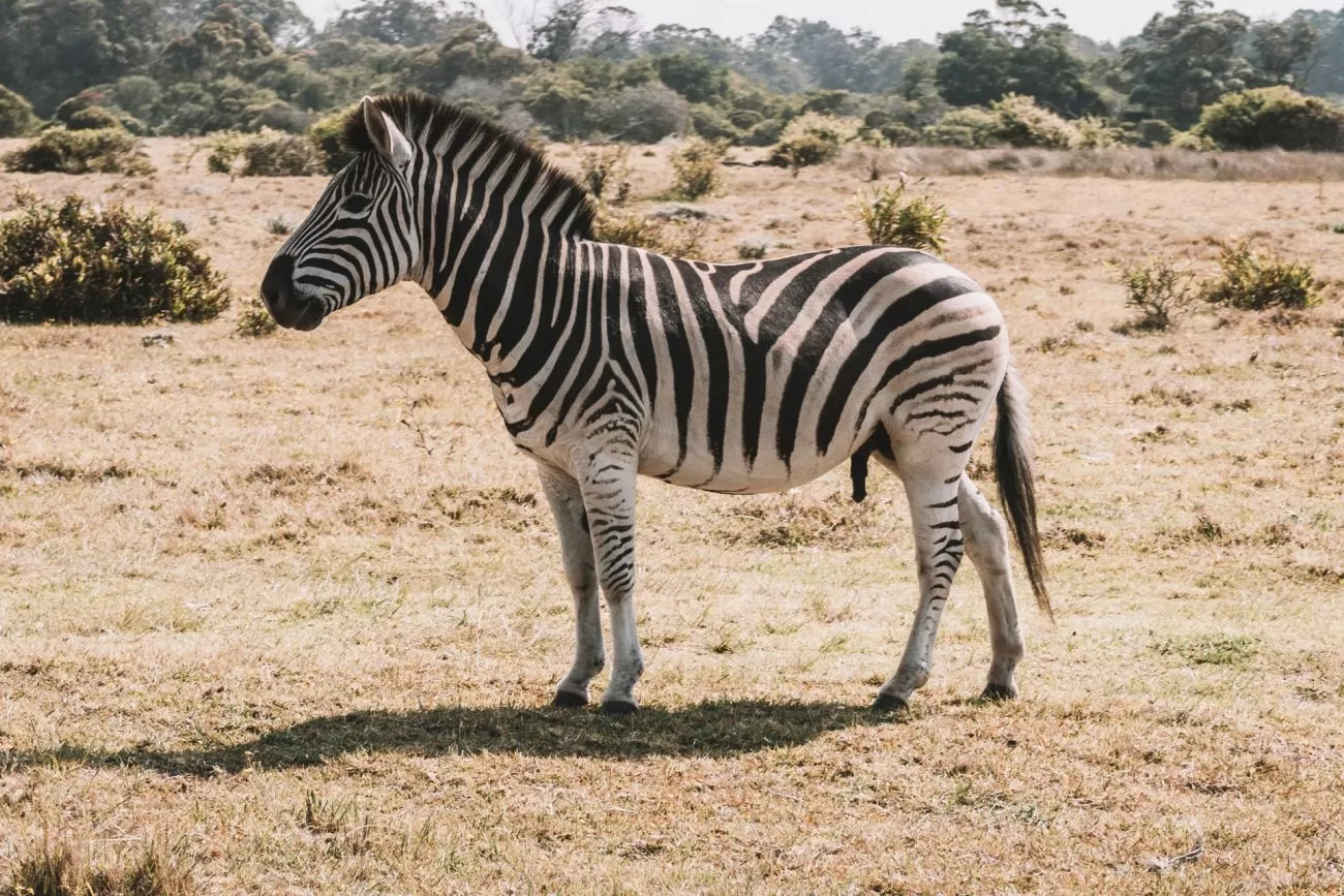 Zebra Co Warto O Niej Wiedzie Zwierzaki