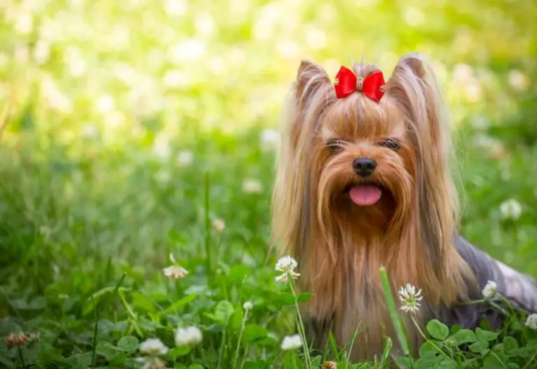 Yorkshire Terrier Opis Rasy Cena Charakterystyka