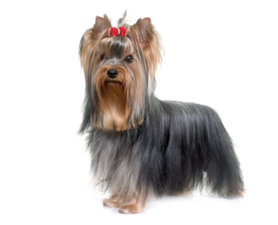 Yorkshire Terrier Opis Rasy Cena Charakterystyka