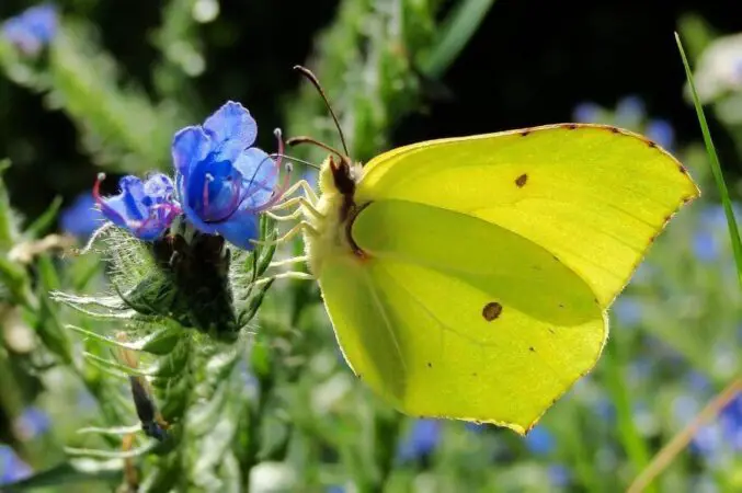 Ile żyje motyl w Polsce Paź królowej cytrynek i inne