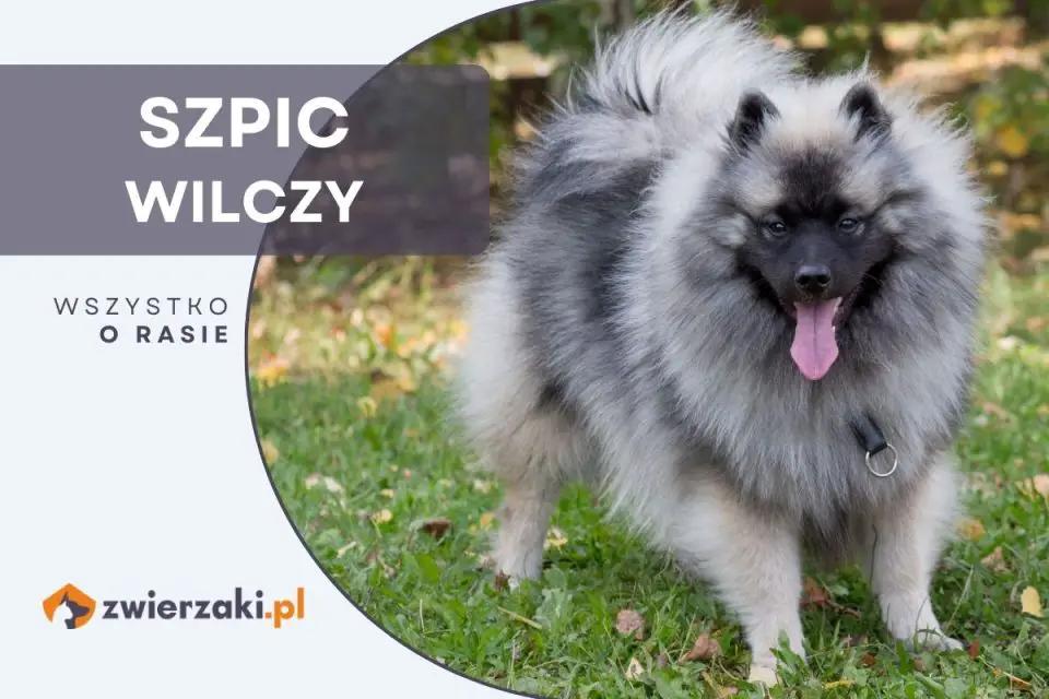 Szpic Wilczy Opis Rasy Szczeni Ta Hodowla Charakter