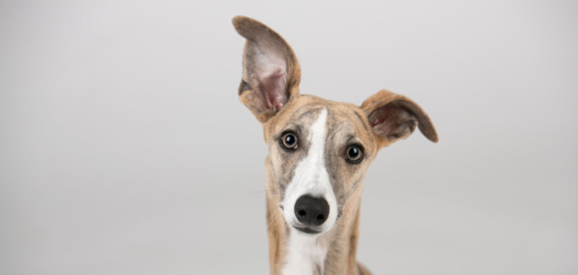 Greyhound – pies elegancki i niekłopotliwy