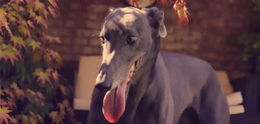Greyhound – rasa psa o spornej etymologii