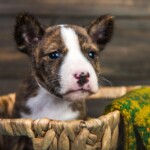 basenji pręgowany