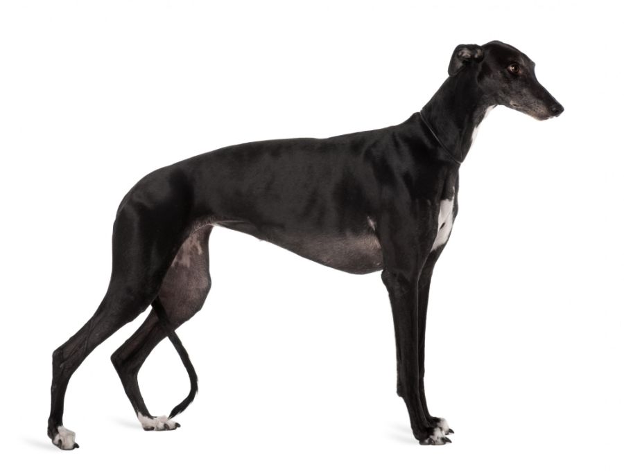 greyhound pies elegancki i niekłopotliwy