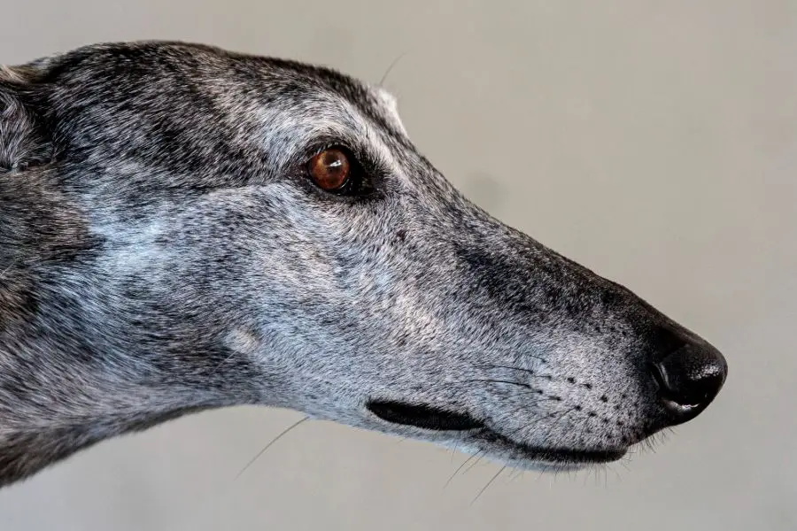 greyhound portret psa