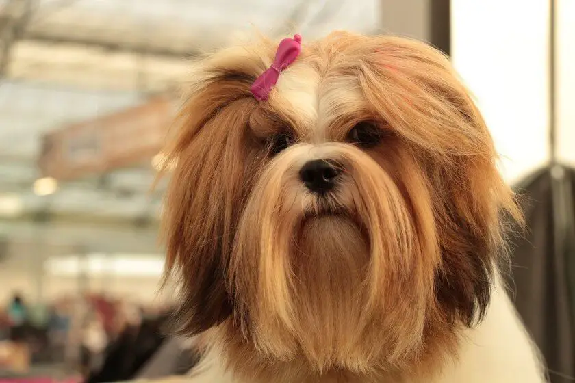 lhasa apso charakterystyka rasy