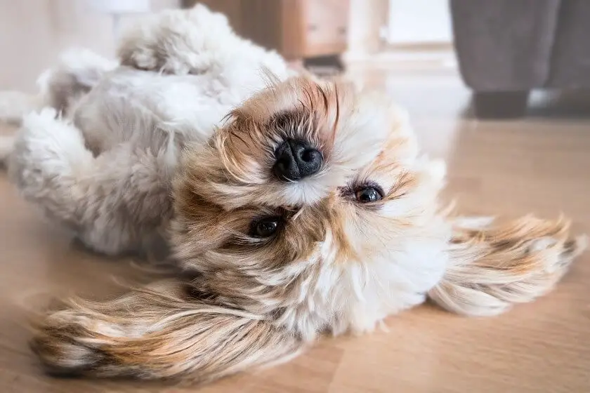 lhasa apso żywienie