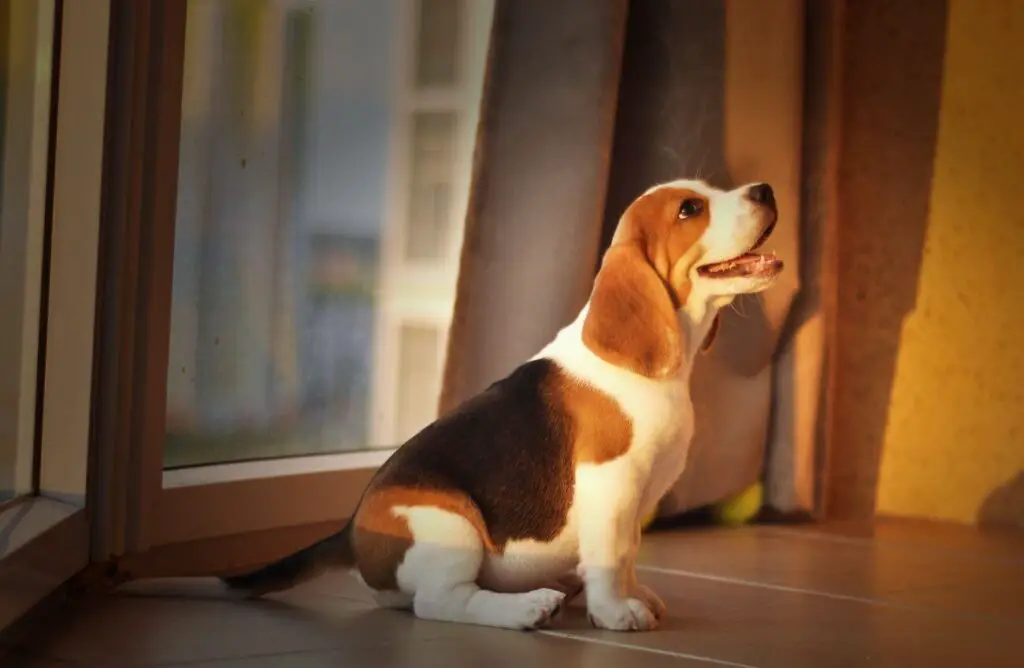 pies domowy beagle