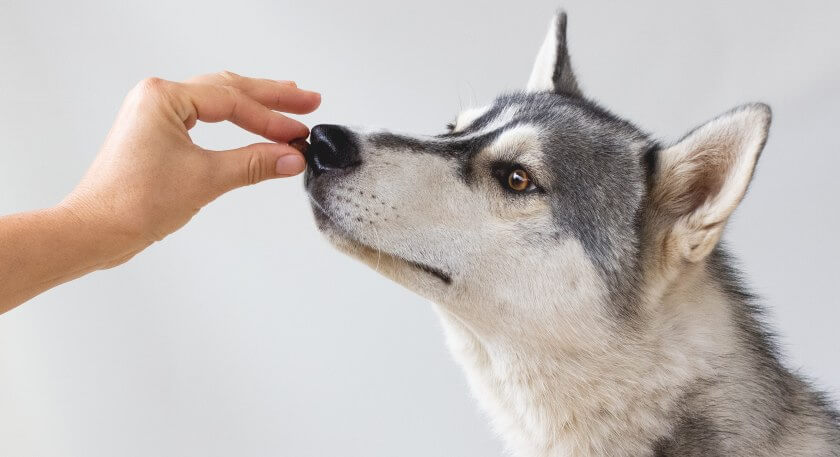 siberian husky żywienie