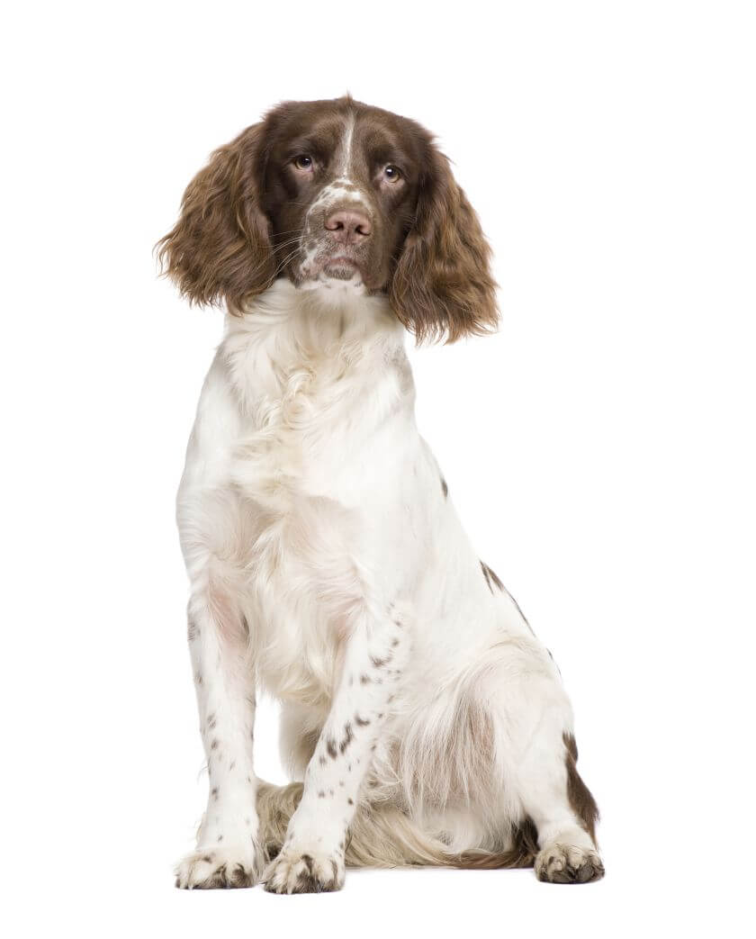 Springer spaniel angielski - charakter, wygląd i potrzeby 3 springer spaniel angielski siedzi
