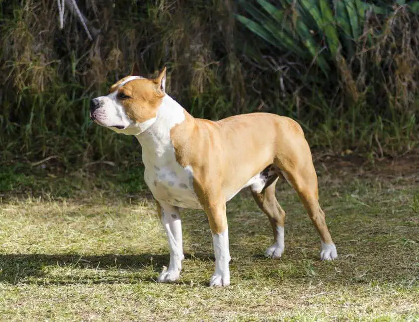 staffordshire bull terrier wygląd