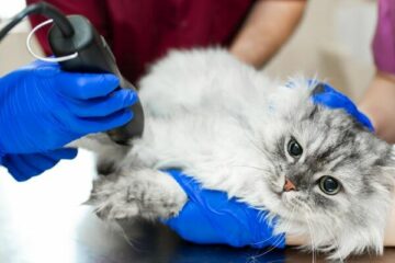 sterylizacja kotki