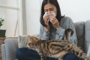 alergia na kota