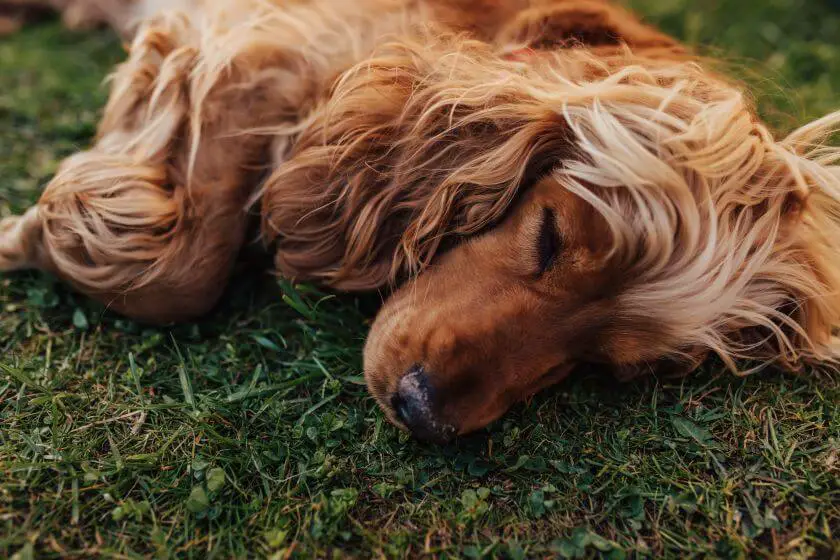 Cocker spaniel angielski - charakter