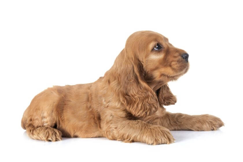 Cocker spaniel angielski - hodowla