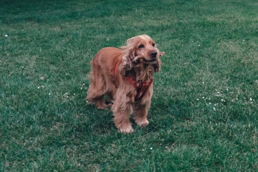 Cocker spaniel angielski - pielęgnacja