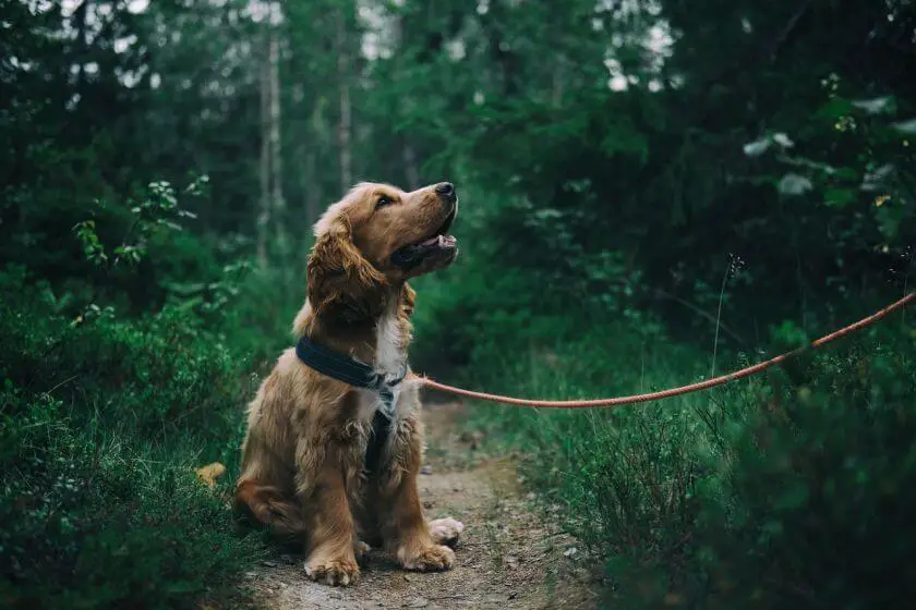 Cocker spaniel angielski - wygląd