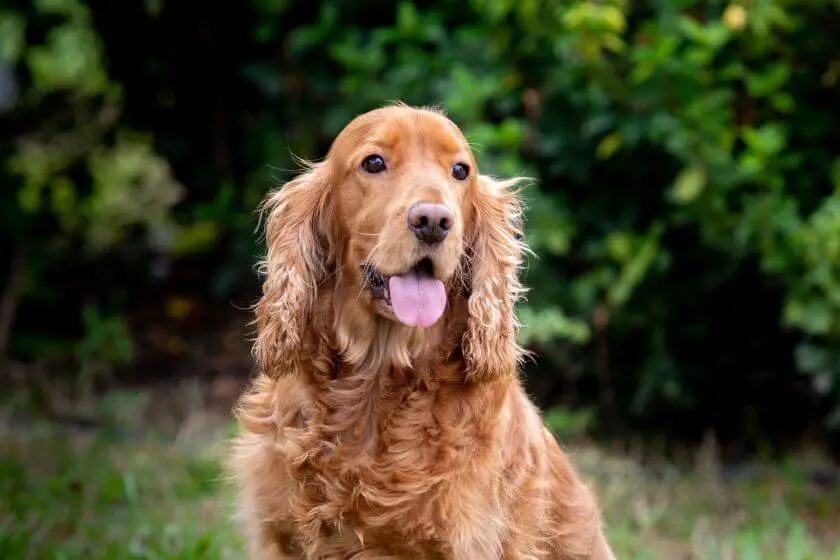 Cocker spaniel angielski - zdrowie