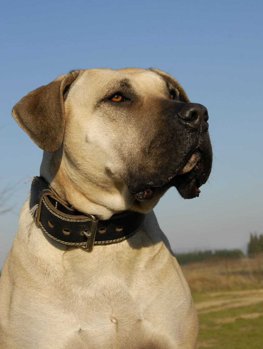 Dog kanaryjski - charakter, wygląd i wymagania 3 Dog kanaryjski głowa