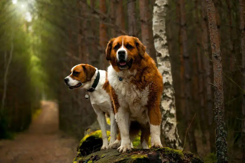 duże psy – poznaj najpopularniejsze duże rasy psów