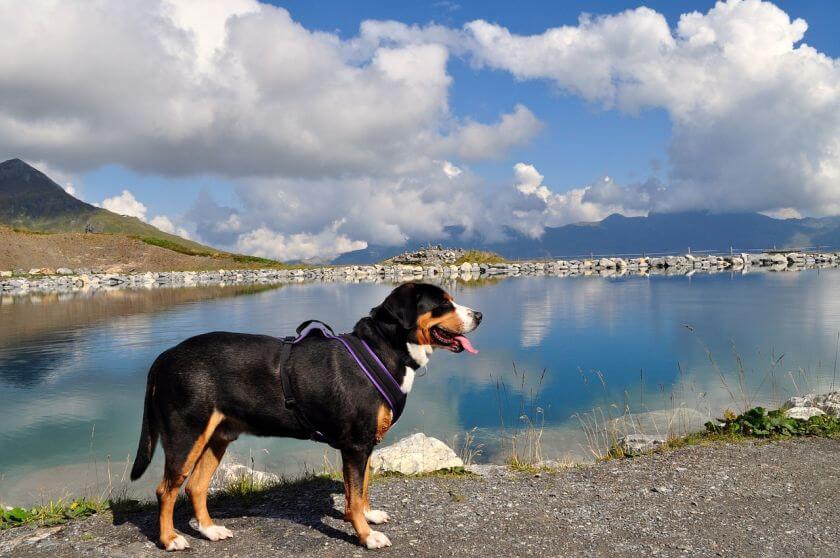 Duży szwajcarski pies pasterski nad wodą