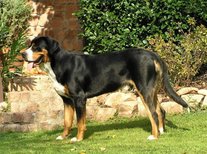 duży szwajcarski pies pastewny - wygląd