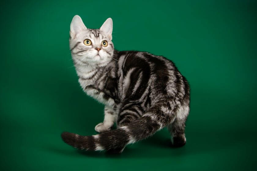 kot amerykański krótkowłosy - wygląd