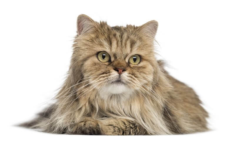 kot brytyjski długowłosy - wygląd
