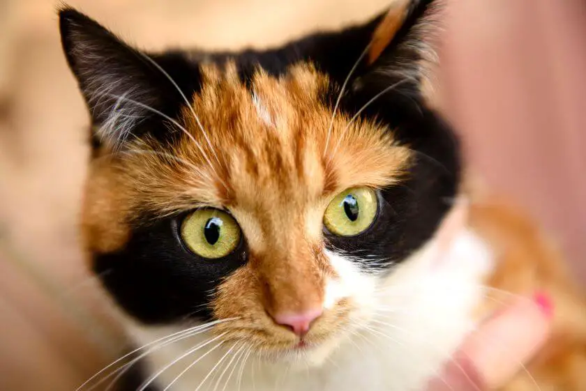 Kot japoński bobtail - wygląd