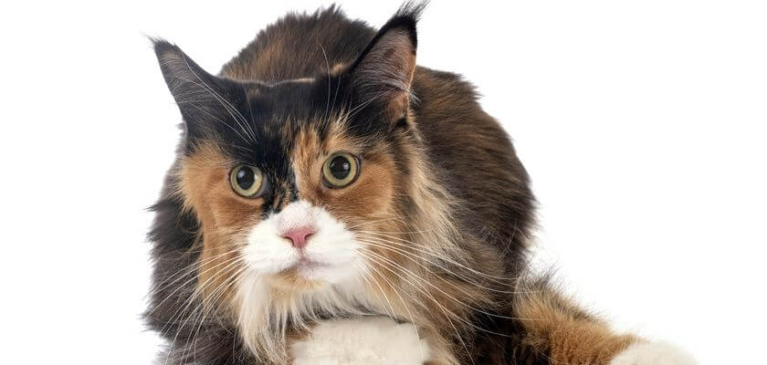 kot maine coon choroby