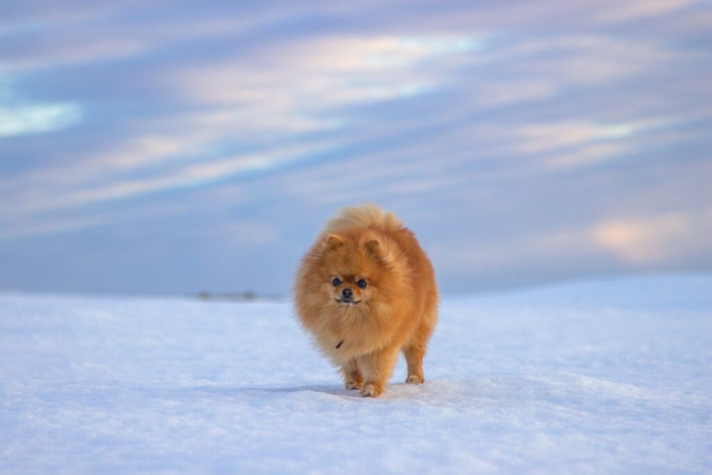 najmniejszy pies świata pomeranian