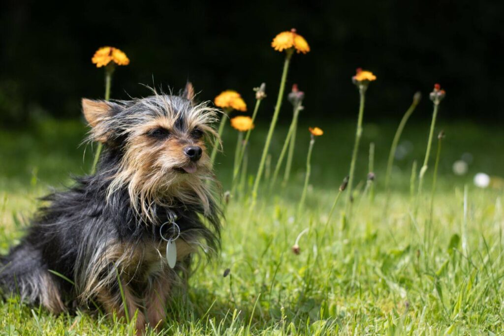 najmniejszy pies świata wśród traw