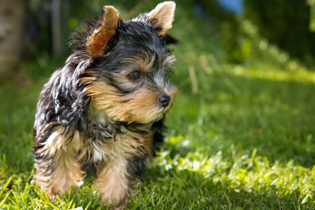 najmniejszy pies świata yorkshire terrier