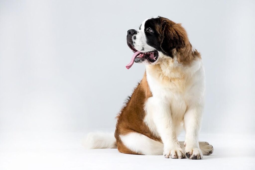 największy pies świata bernardyn