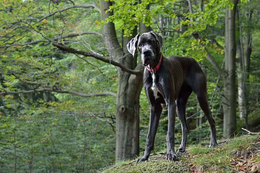 największy pies świata - dog niemiecki