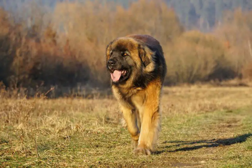największy pies świata - leonberger