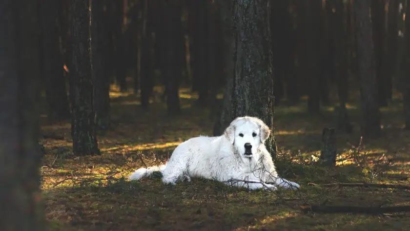 największy pies świata - owczarek węgierski kuvasz