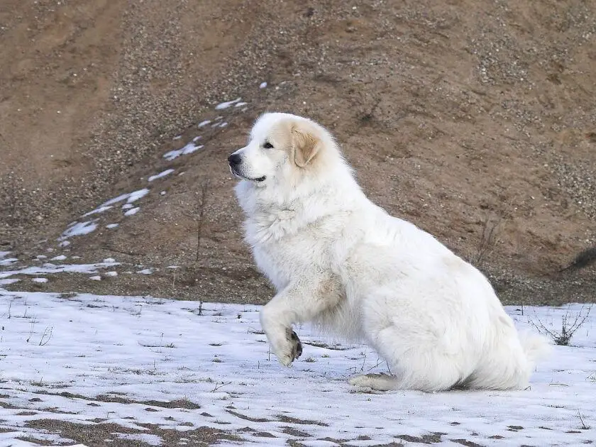 Pirenejski pies górski biegnie po śniegu