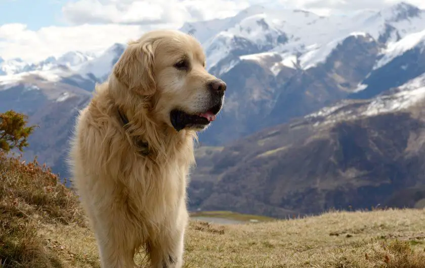 Pirenejski pies górski w górach