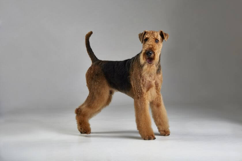 psy obronne airedale terrier