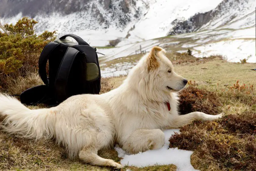 psy obronne - pirenejski pies górski