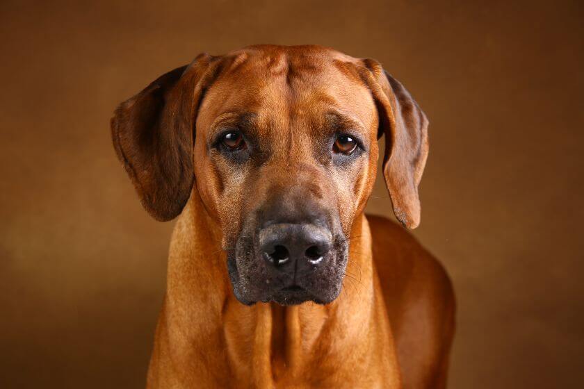 Rhodesian ridgeback portret psa