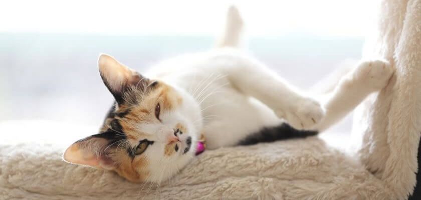 Ruja u kotki ile trwa i jakie są objawy rui u kota?