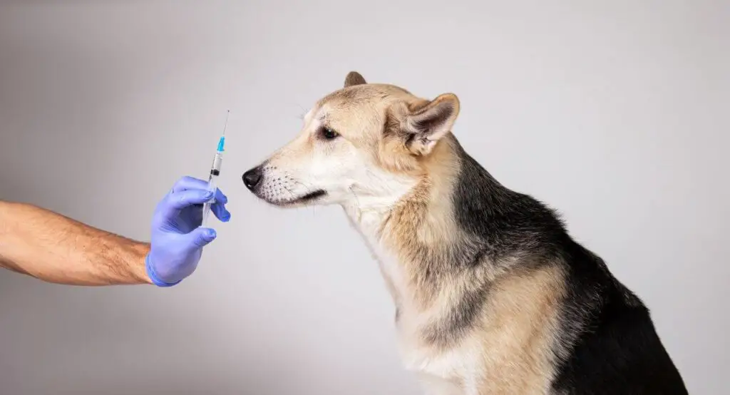 szczepienie psa strzykawka