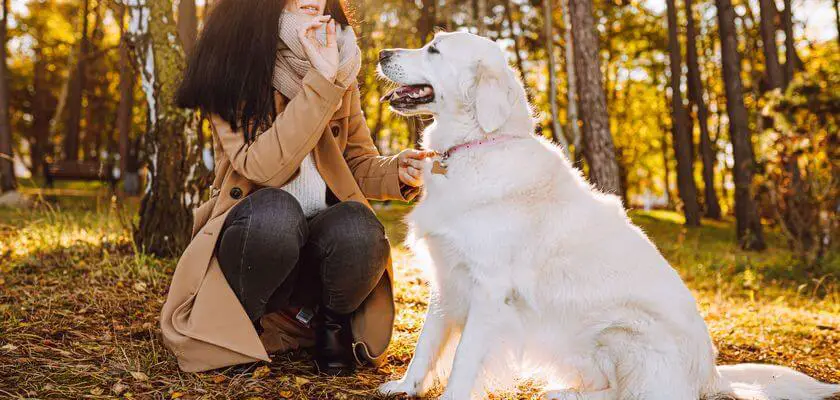 behawioryzm psów - klucz do dobrych relacji ze zwierzęciem