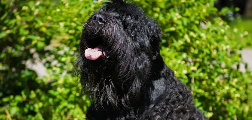 duże psy - black russian terrier