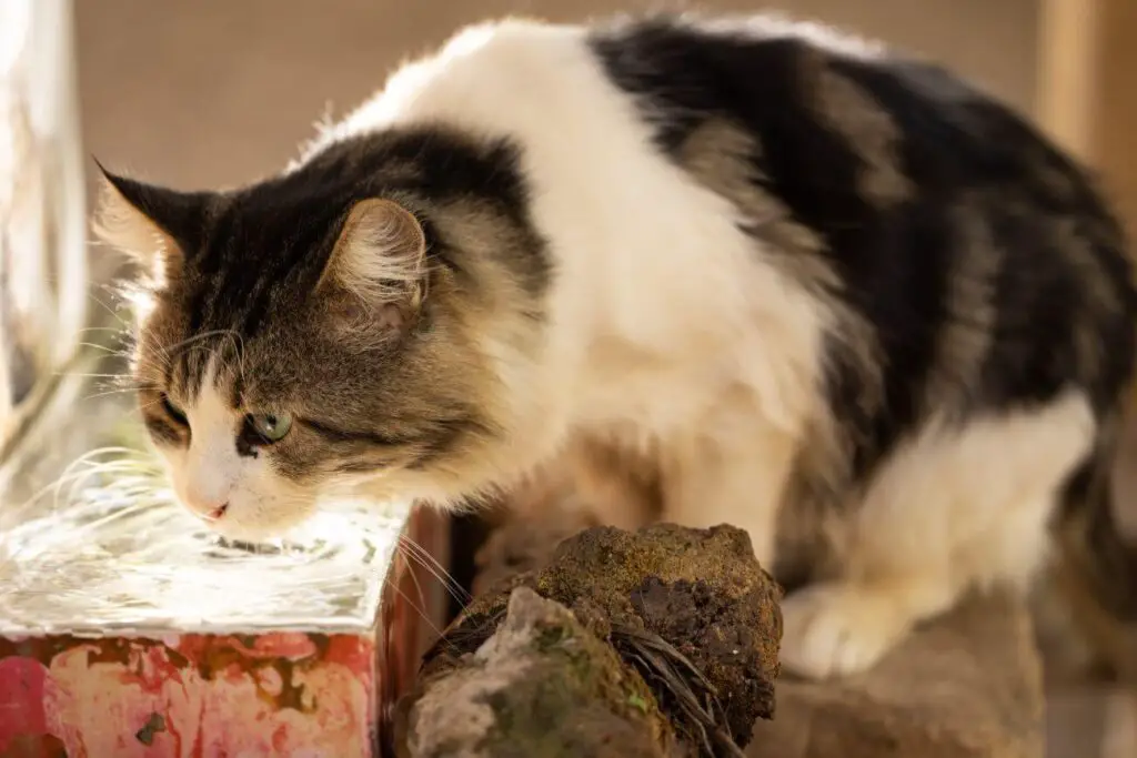 fontanna dla kota picie