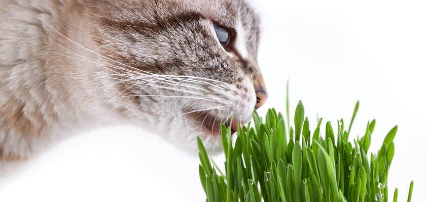 trawa dla kota - czy wszystkie zwierzaki mogą ją jeść
